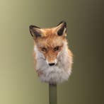 Vos Taxidermie Opgezette Dieren By Max, Verzamelen, Ophalen of Verzenden, Nieuw, Wild dier, Opgezet dier