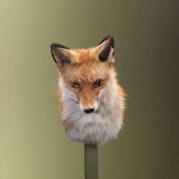 Vos Taxidermie Opgezette Dieren By Max, Ophalen of Verzenden, Nieuw, Wild dier, Opgezet dier