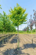 Acer rubrum hoogstam 14/16