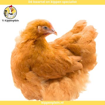 Orpington Buff - Rustig, Tam en Gezond, Dieren en Toebehoren, Meerdere dieren, Kip