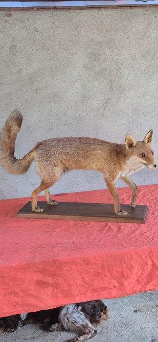 Rode vos Taxidermie wandmontage - Vulpes vulpes - très grand, Nieuw