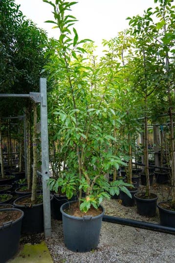 Castanea sativa meerstammig 200-250