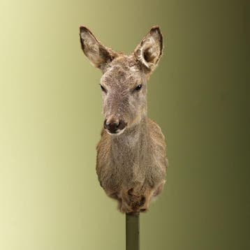 Reebok Wintervacht V Taxidermie Opgezette Dieren By Max, Ophalen of Verzenden, Nieuw, Wild dier, Opgezet dier