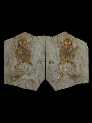 kikker - Gefossiliseerd dier - Genibatrachus - 35 cm - 16 cm