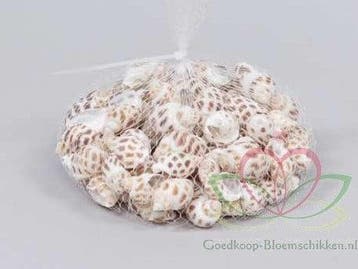 Babylonia Areolata schelpen 150 gram, Ophalen of Verzenden, Nieuw