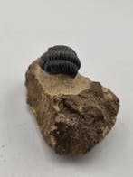 Trilobiet - Gefossiliseerd dier - Phacops - 6 cm (Zonder, Verzamelen