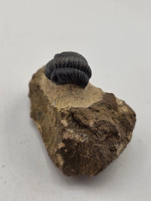 Trilobiet - Gefossiliseerd dier - Phacops - 6 cm (Zonder, Verzamelen, Mineralen en Fossielen