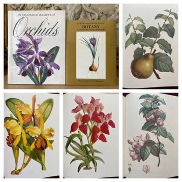 Jean J. Redoute - Frank Anderson. - Redoute Botany &