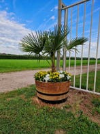 Eikenhouten bloembakken - wijnvat - whiskyvat - plantenbak, Rond, Nieuw, Ophalen of Verzenden, Balkon