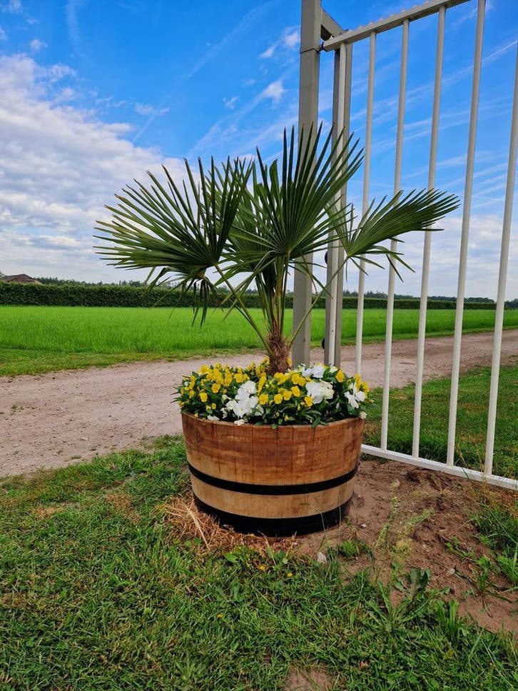 VADERDAGACTIE bloembakken - wijnvat - whiskyvat - plantenbak, Tuin en Terras, Bloembakken en Plantenbakken, 30 tot 60 cm, 60 tot 100 cm
