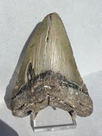 Megalodon - Fossiele tand - Carcharocles megalodon - 12 cm, Verzamelen, Mineralen en Fossielen