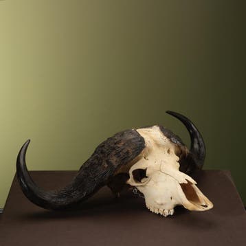Kafferbuffel Schedel Taxidermie Opgezette Dieren By Max, Ophalen of Verzenden, Nieuw, Wild dier, Opgezet dier