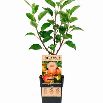 Appelboom `Elstar` container (P15) Rozig, Wit, Verzenden