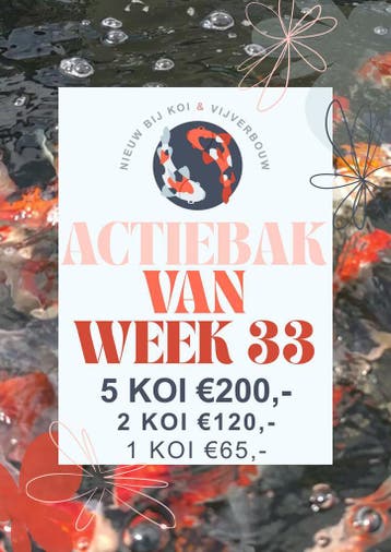 Actiebak week 33 | Hirasawa Tosai Koi vanaf €40 p.s., Dieren en Toebehoren, Karper of Koi