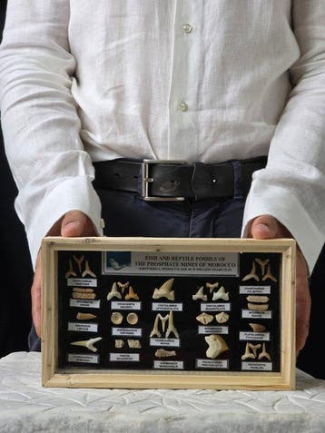 Vitrine met een verzameling authentieke fossiele tanden uit, Verzamelen