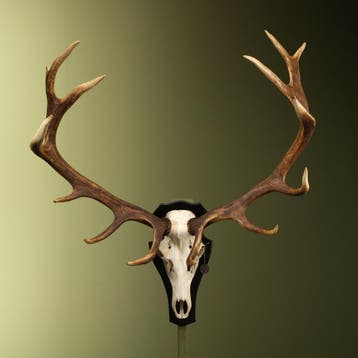 Edelhert Gewei Taxidermie Opgezette Dieren By Max, Verzamelen, Dierenverzamelingen, Ophalen of Verzenden, Nieuw, Wild dier, Opgezet dier