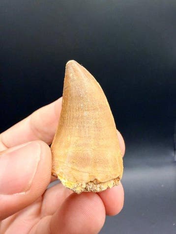 Mosasaurus - Fossiele tand - Mosasaurus - 4.6 cm (Zonder, Verzamelen, Mineralen en Fossielen
