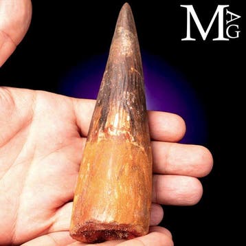 Spinosaurus Fossiel Tand – Krijtperiode-roofdier - Fossiele, Nieuw