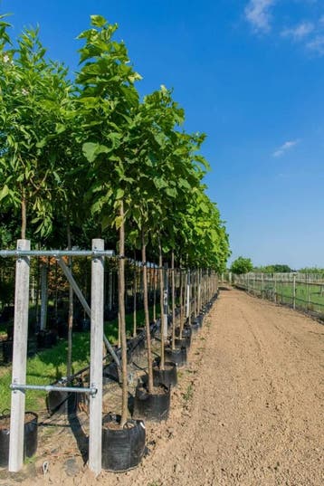 Catalpa bignonioides hoogstam 16/18