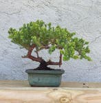 Jeneverbes bonsai (Juniperus) - Hoogte (boom): 15 cm -