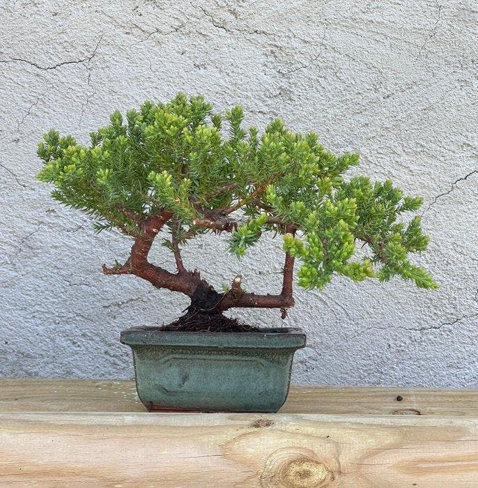 Jeneverbes bonsai (Juniperus) - Hoogte (boom): 15 cm -, Antiek en Kunst, Curiosa en Brocante