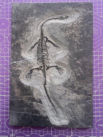 Fossiel reptiel: Keichousaurus – zeldzaam getuigenis uit het