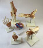 Anatomisch model (6) - Hars, Plastic, Verchroomd - 1980-1990