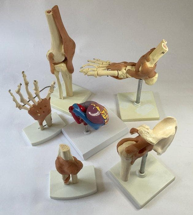 Anatomisch model (6) - Hars, Plastic, Verchroomd - 1980-1990, Antiek en Kunst, Curiosa en Brocante