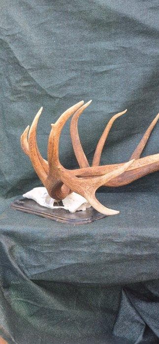 Edelhert Taxidermie wandmontage - Cervus elaphus - énormes, Verzamelen, Dierenverzamelingen, Nieuw