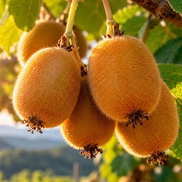 Kiwi Hayward crèmewit, Wit, Verzenden