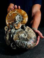 Belangrijk Albiano-blok - Gefossiliseerd dier - 26 cm - 23, Nieuw