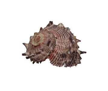 Dolfijnenschelp met operculum  Verzamelitem  Geen reserve