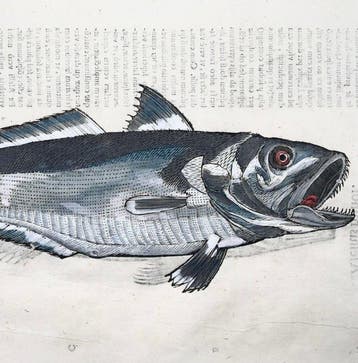 Aldrovandi; Fish, Hake & Haddock - Folio with 2 hand