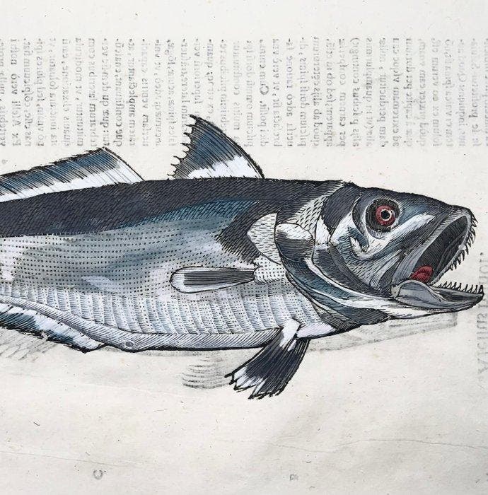 Aldrovandi; Fish, Hake & Haddock - Folio with 2 hand, Antiek en Kunst, Antiek | Boeken en Bijbels