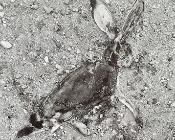 Frédérick Sommer - Jack Rabbit, 1939