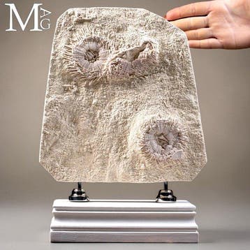 Plaat met fossiele zee-egels op een decoratieve sokkel -, Nieuw