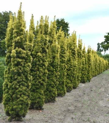 Gele venijnboom Taxus baccata David Haag 100-120 Kluit