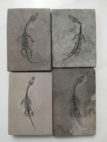 4 mini, Geen minimumprijs - Gefossiliseerd dier -