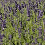Lavendel Angustifolia Hidcote (Dieppaars), Overige soorten, Volle zon, Vaste plant, Ophalen of Verzenden
