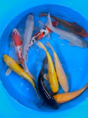 Hirasawa Marusei 29-34cm (Japanse Koi), Karper of Koi