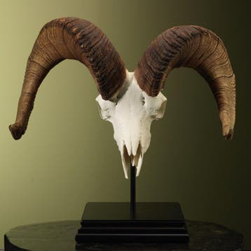 Dalls Schaap Schedel Taxidermie Opgezette Dieren By Max, Ophalen of Verzenden, Nieuw, Wild dier, Opgezet dier