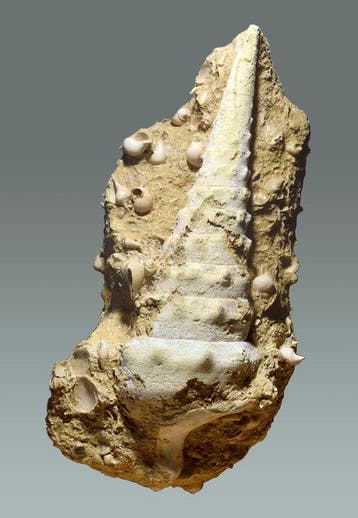 Gastropode - Gefossiliseerde schelp - Campanile giganteum -