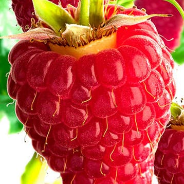 Framboos Himbo Top container (P11) Rood, Verzenden