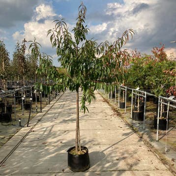 Amandelboom | Veredeld soort voor goede vruchten, Nieuw
