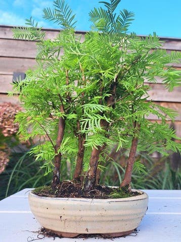 metasequoia bos in bonsaischaal - Hoogte (boom): 28 cm -