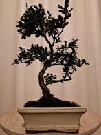 ilex bonsai (japanse hulst) - Hoogte (boom): 24 cm - Diepte