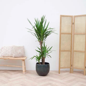 Green Bubble - Yucca Elephantipes - 140cm - Ø24 cm, Ophalen of Verzenden
