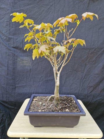 Esdoorn - Hoogte (boom): 46 cm - Diepte (boom): 37 cm -