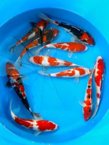 Hirasawa Marusei 27-32cm (Japanse Koi), Karper of Koi