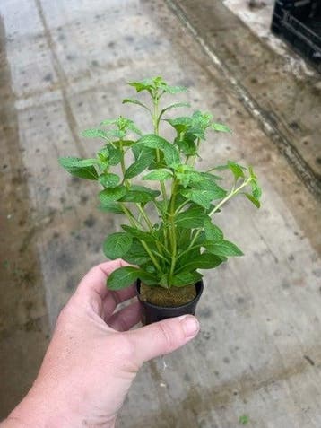 Ludwigia Palustris Groen (Aquariumplanten), Dieren en Toebehoren, Verzenden, Nieuw, Plant(en), Steen of Hout
